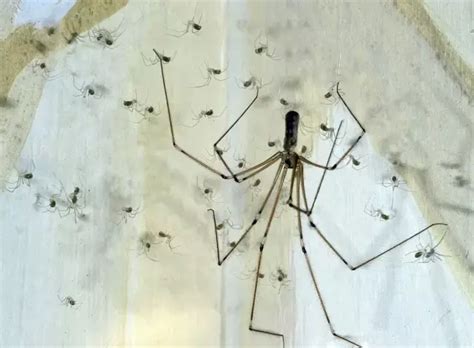 火屬性 家裡 蜘蛛 很多